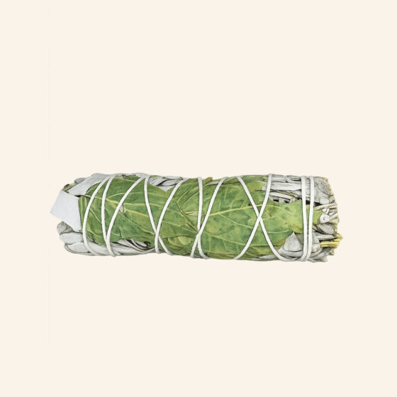 Bâton de sauge blanche basilic